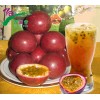 百香果飲料（E妹)全國招商