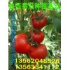 大量供應番茄（西紅柿）