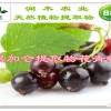 長(zhǎng)期供應(yīng) 植物提取物 黑加侖提取物花青素 10%   歐標(biāo)